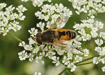 Eristalis arbustorum, male, hoverfly, Alan Prowse